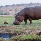 Begegnungen am Chobe River