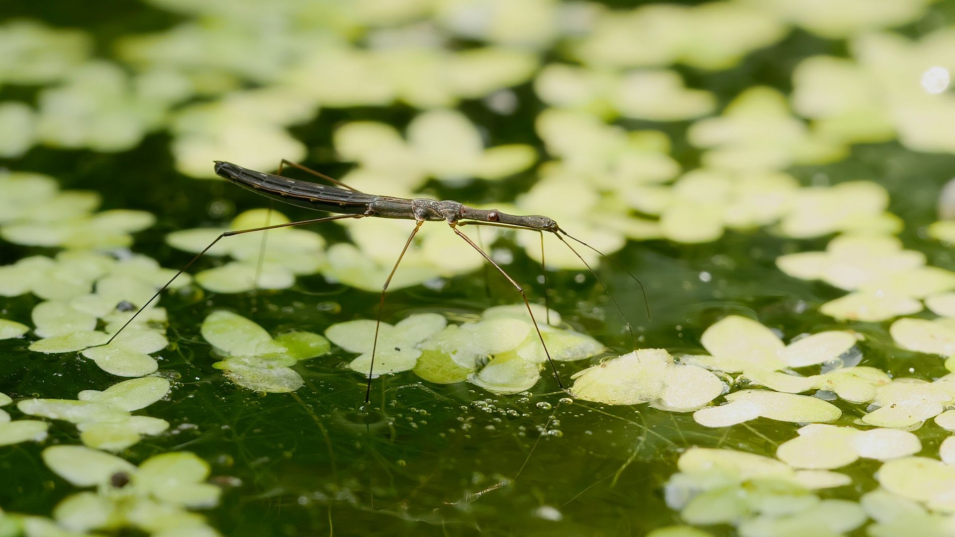 Begegnungen am Gartenteich