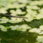 Begegnungen am Gartenteich