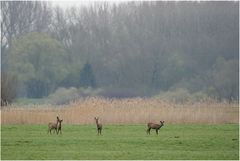 Begegnungen am Morgen II