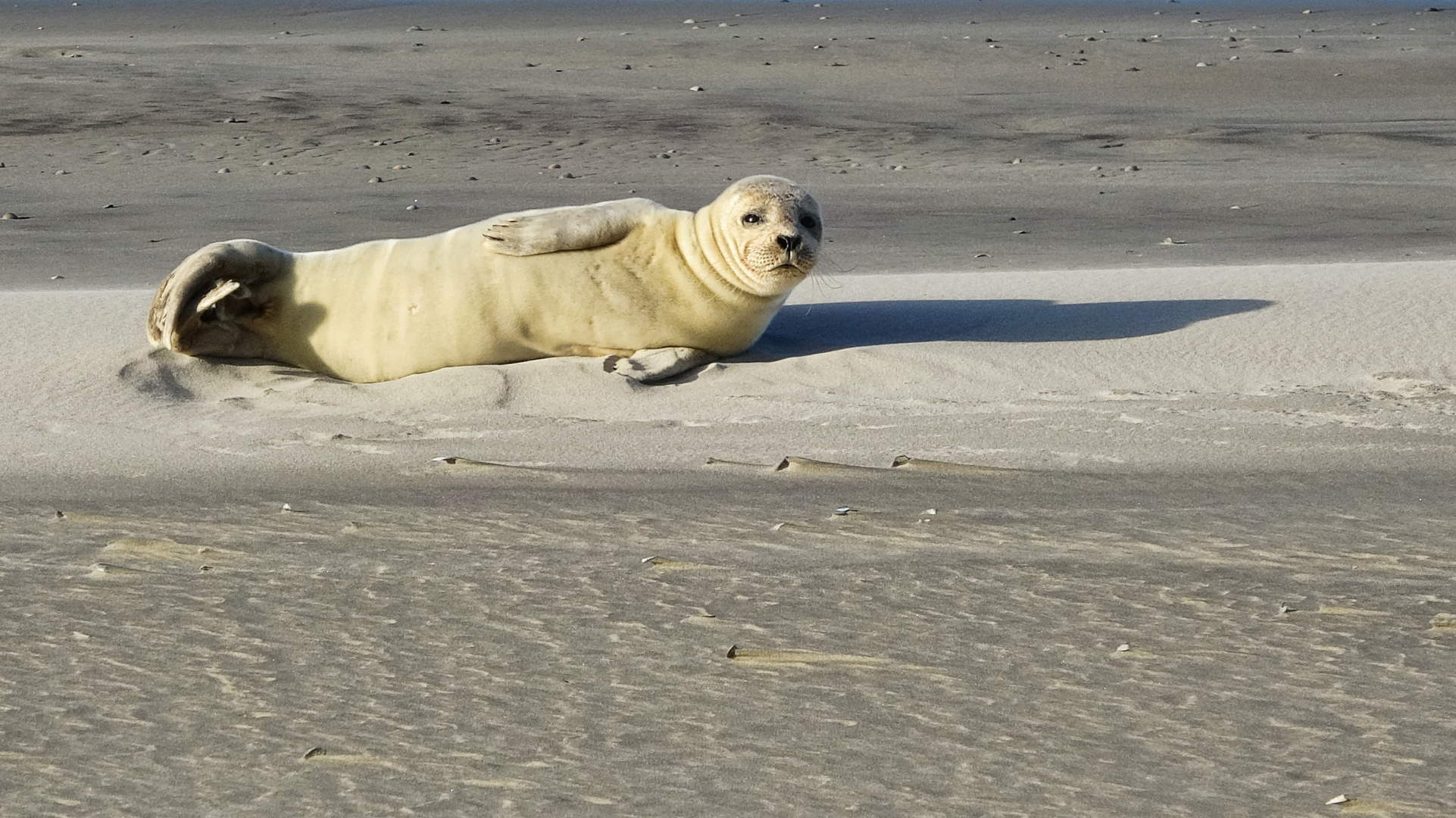 Begegnungen am Strand - 0046HF