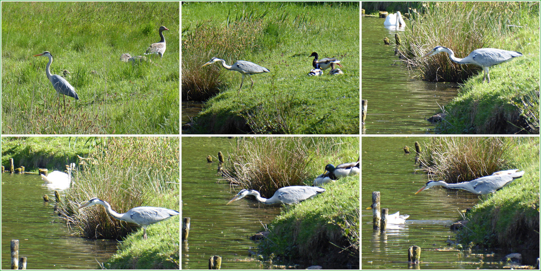 Begegnungen am Teich Foto & Bild tiere, wildlife, wild lebende vögel