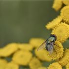 begegnungen am wegesrand XIX