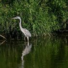 Begegnungen an der Saale ( 2 )