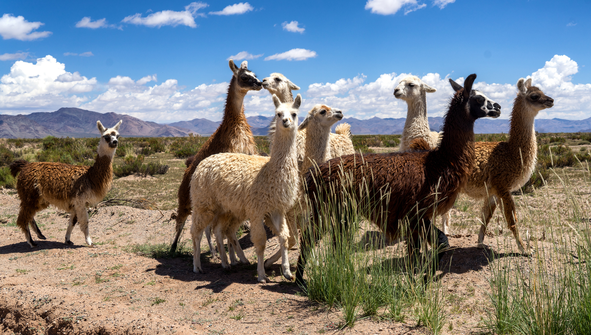 Begegnungen auf dem Altiplano