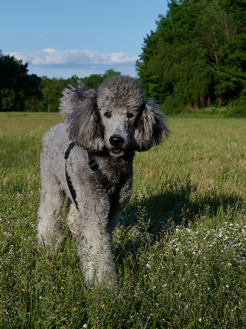 Begegnungen auf der Hundewiese 2