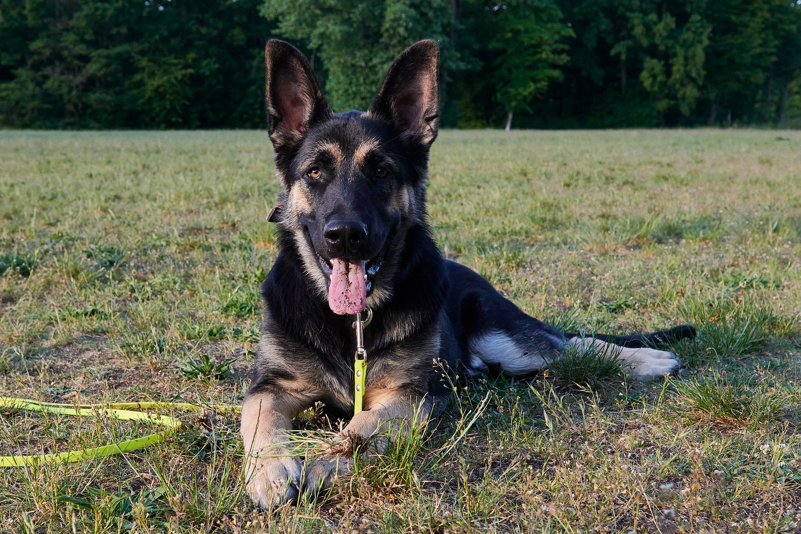 Begegnungen auf der Hundewiese 3