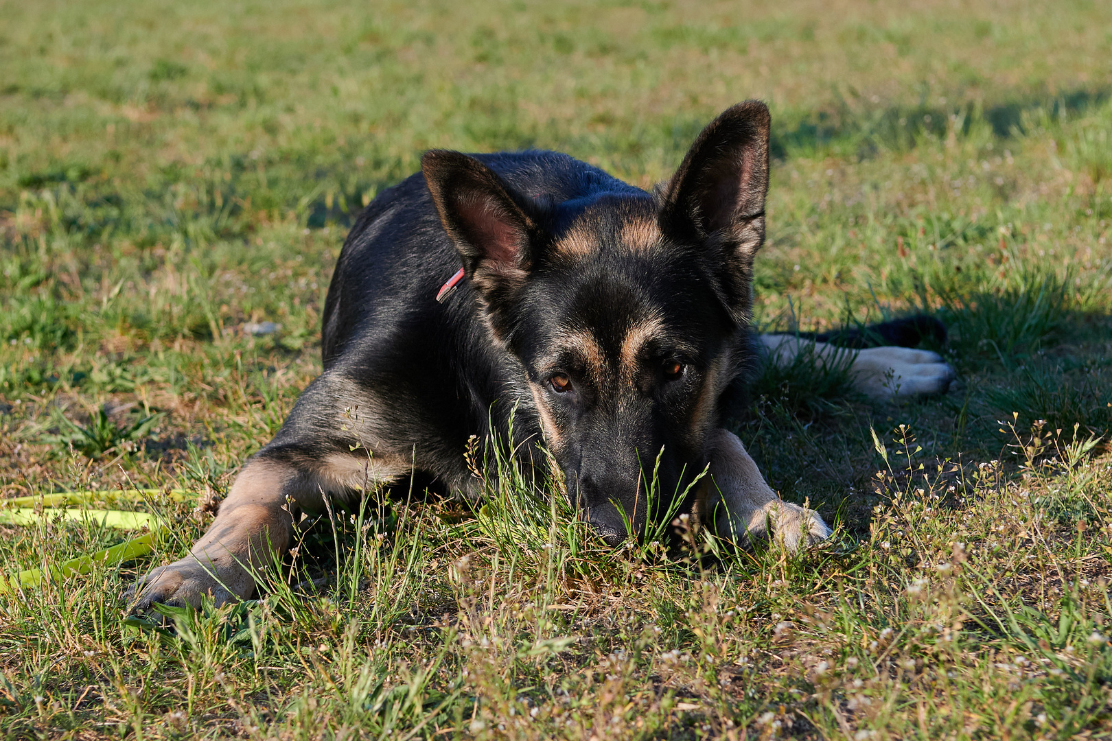 Begegnungen auf der Hundewiese 3 - Teil 2