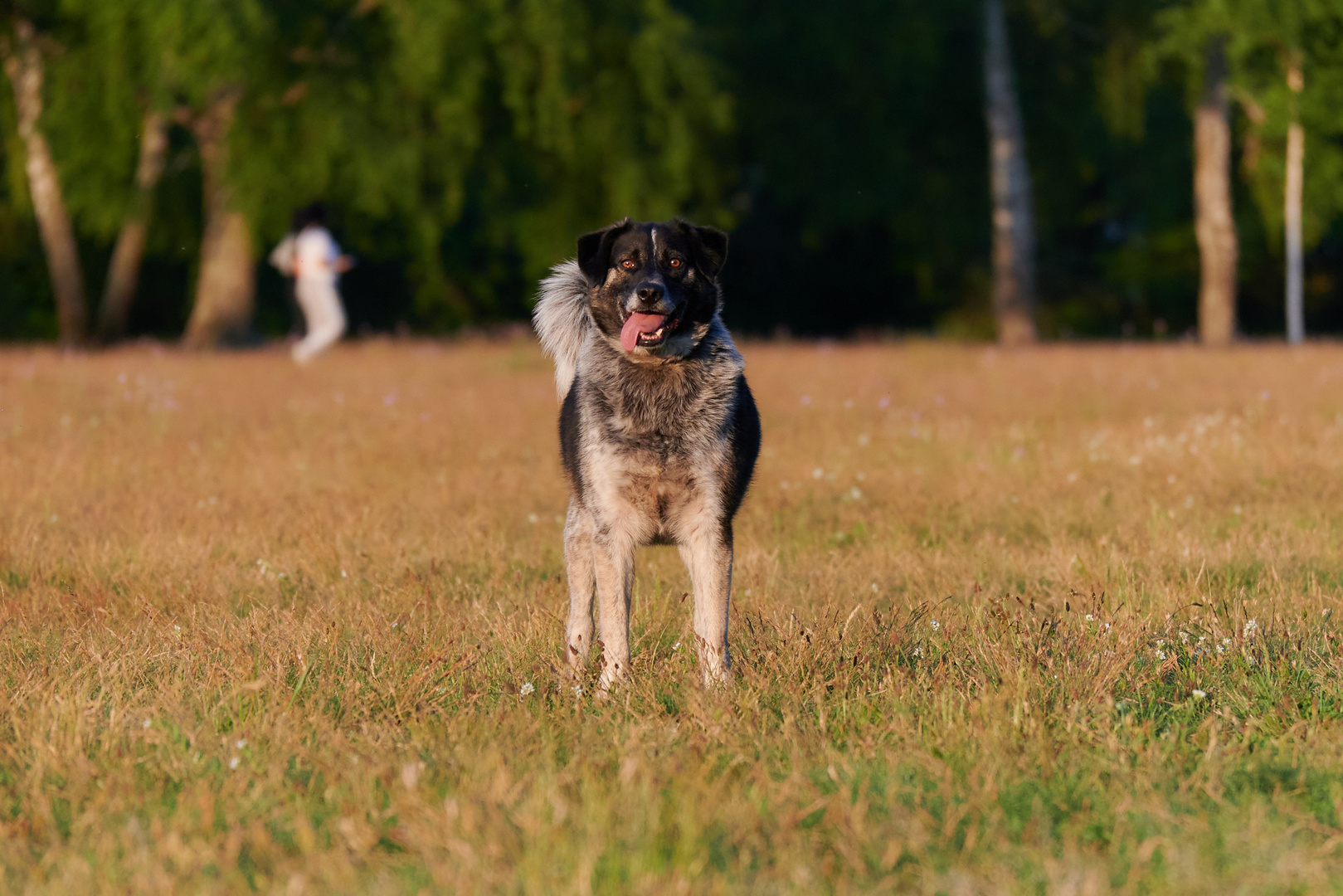 Begegnungen auf der Hundewiese 4