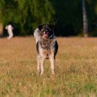 Begegnungen auf der Hundewiese 4