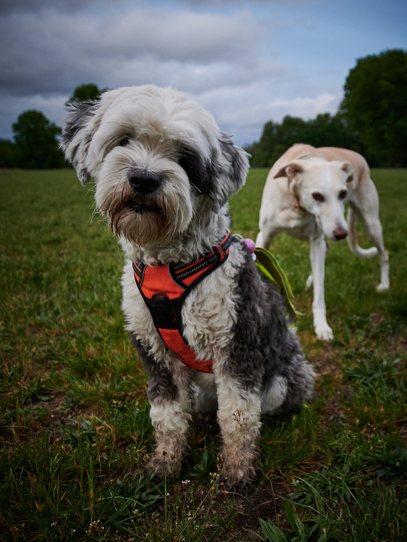 Begegnungen auf der Hundewiese - 6