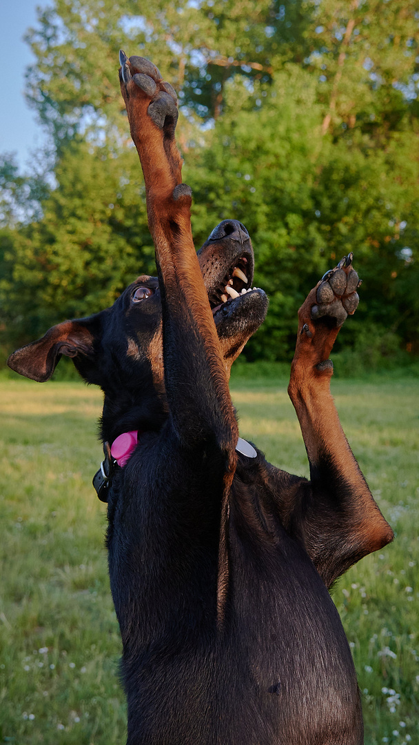 Begegnungen auf der Hundewiese 7