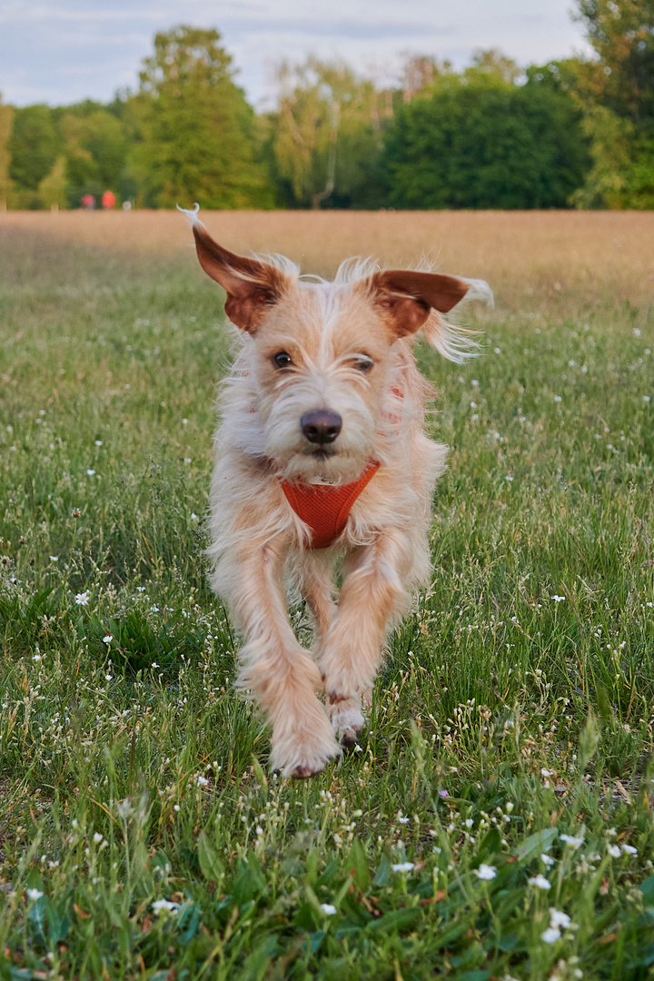 Begegnungen auf der Hundewiese 8