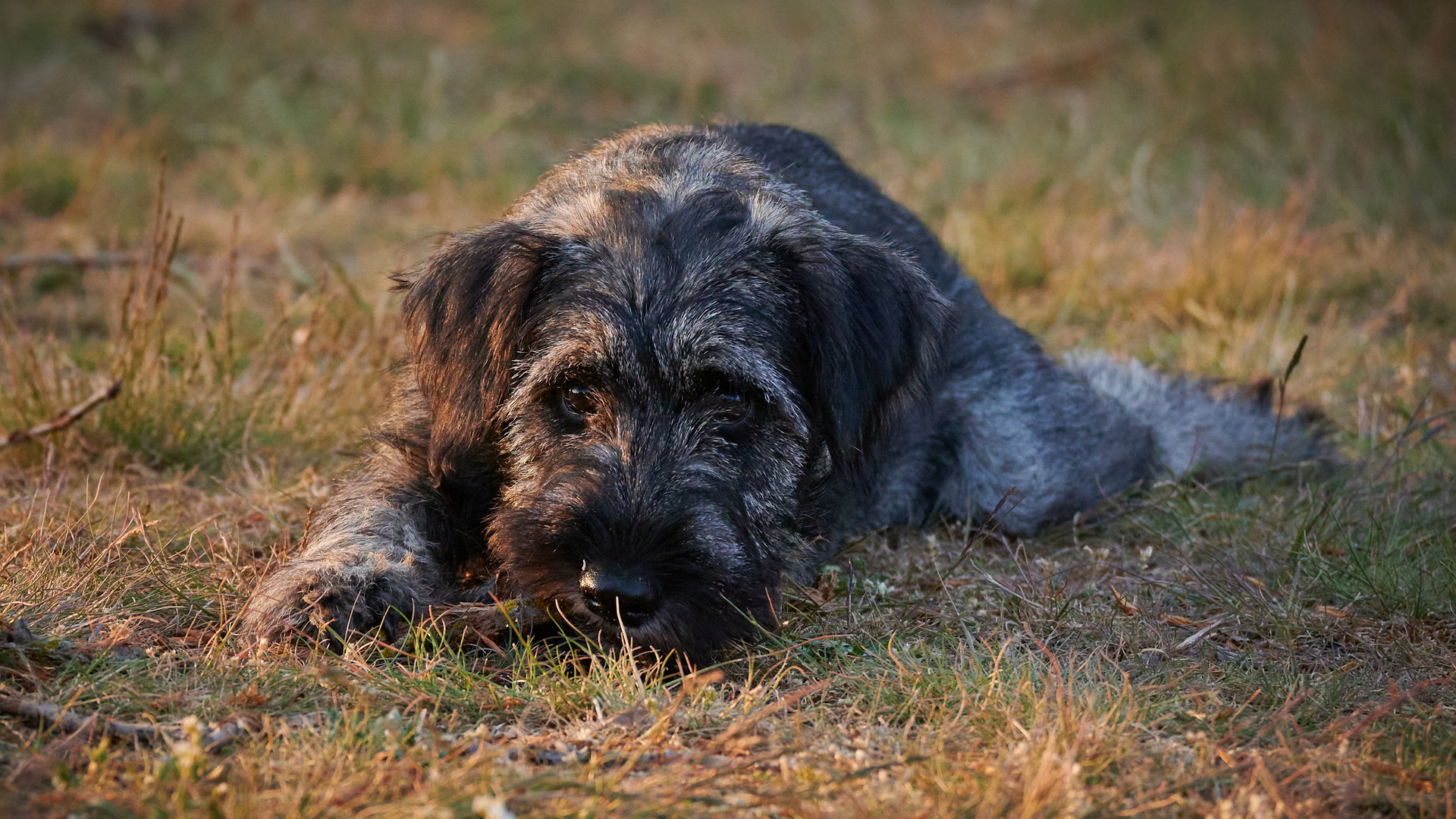 Begegnungen auf der Hundewiese Teil 5