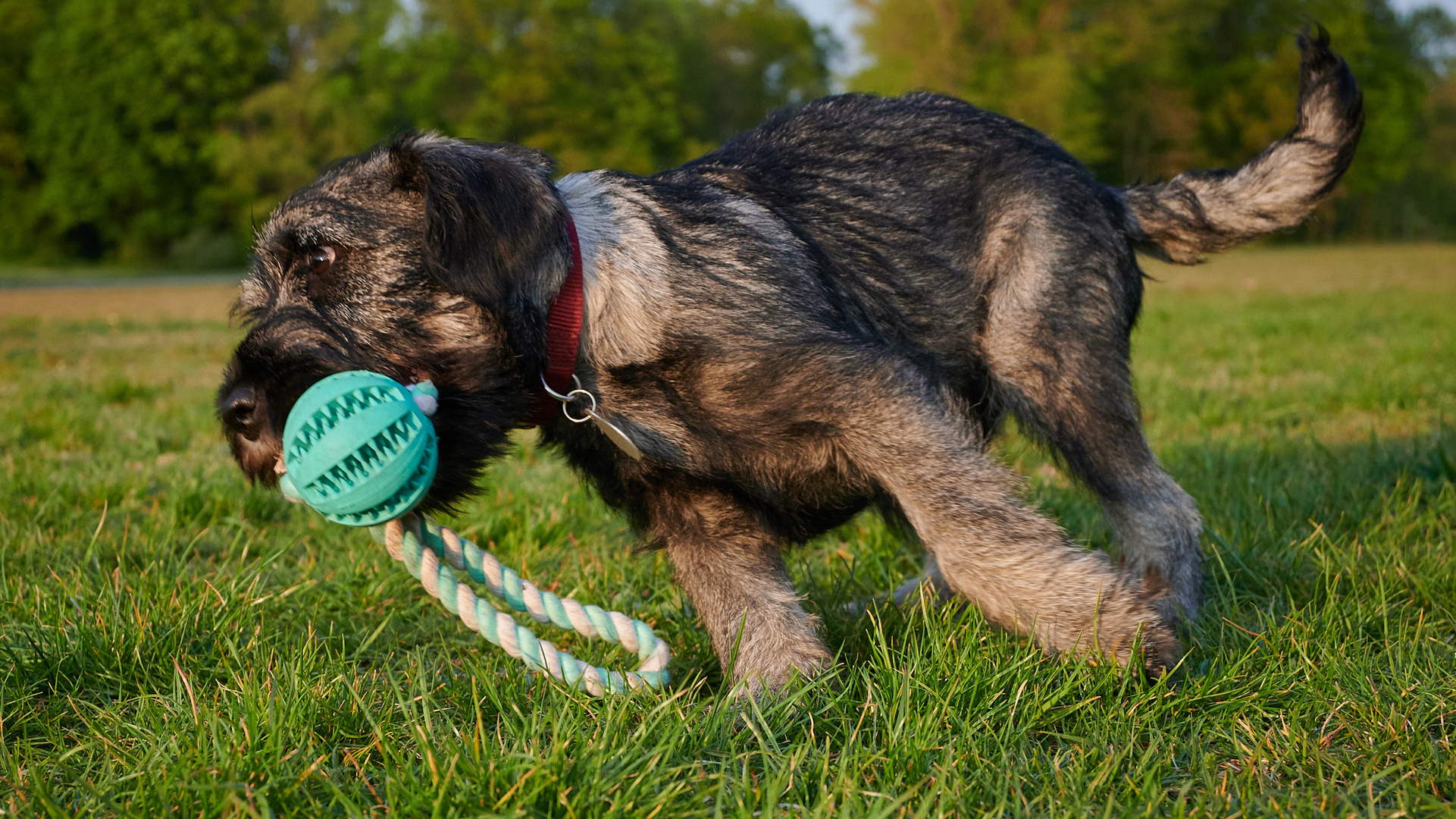 Begegnungen auf der Hundewiese Teil1