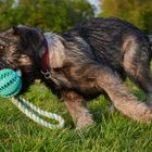 Begegnungen auf der Hundewiese Teil1