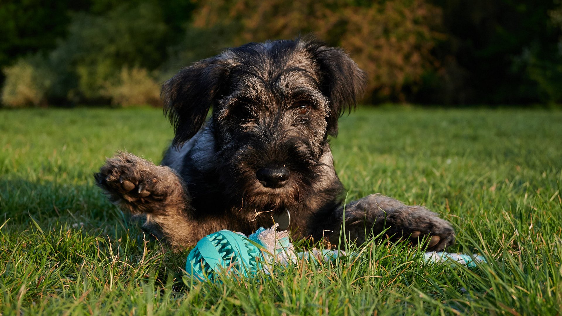 Begegnungen auf der Hundewiese Teil2