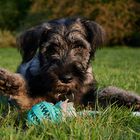 Begegnungen auf der Hundewiese Teil2