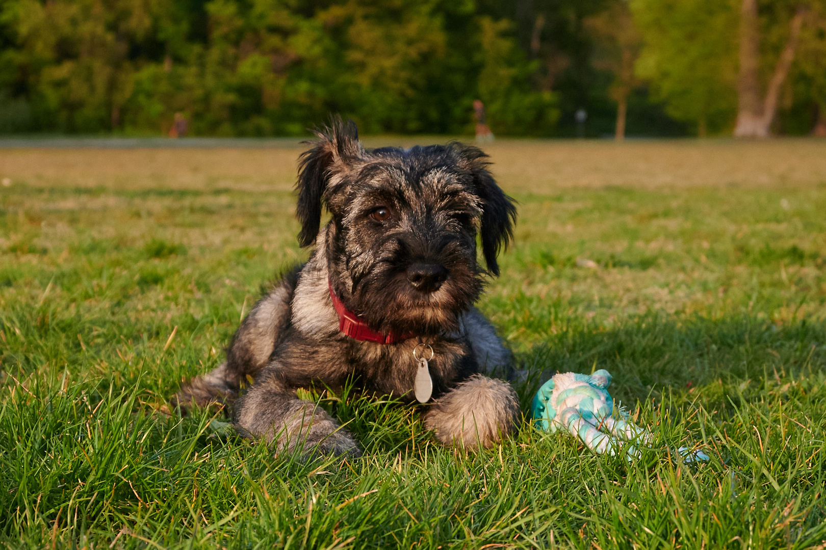 Begegnungen auf der Hundewiese Teil3