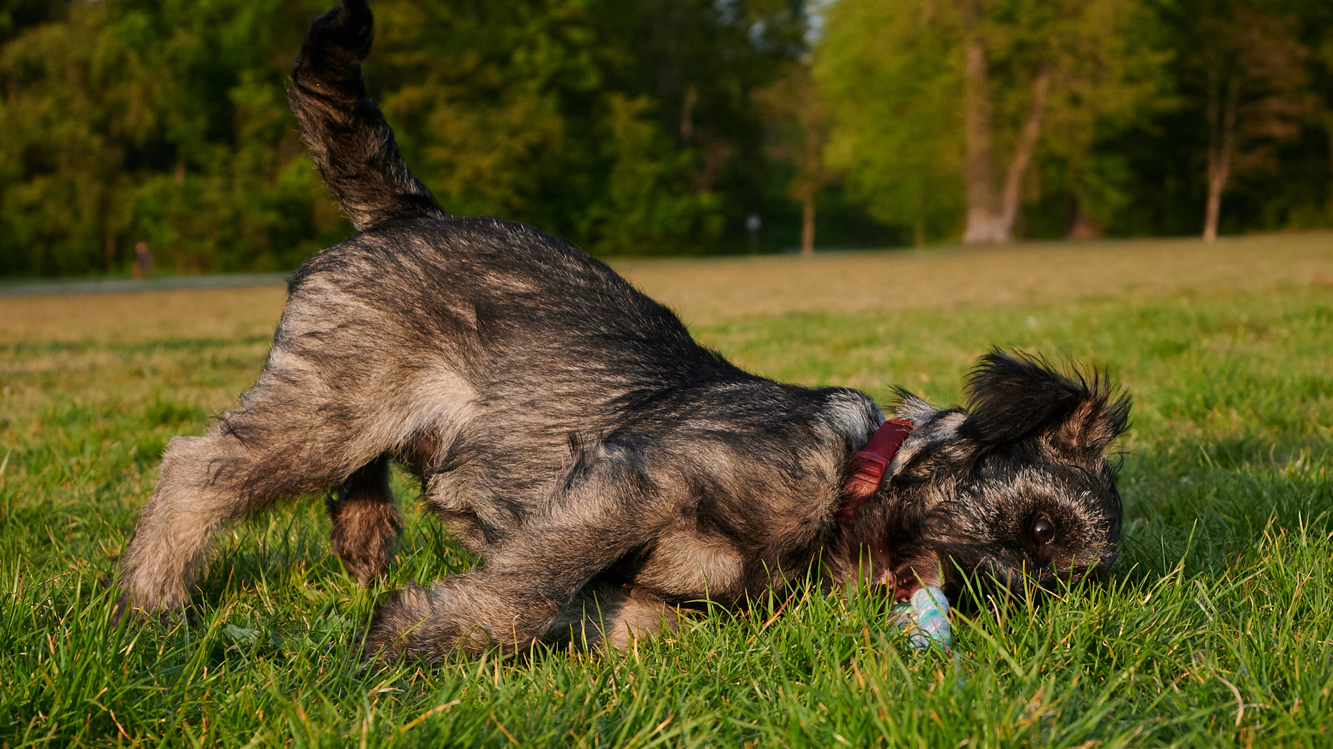 Begegnungen auf der Hundewiese Teil4