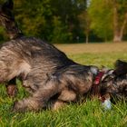 Begegnungen auf der Hundewiese Teil4