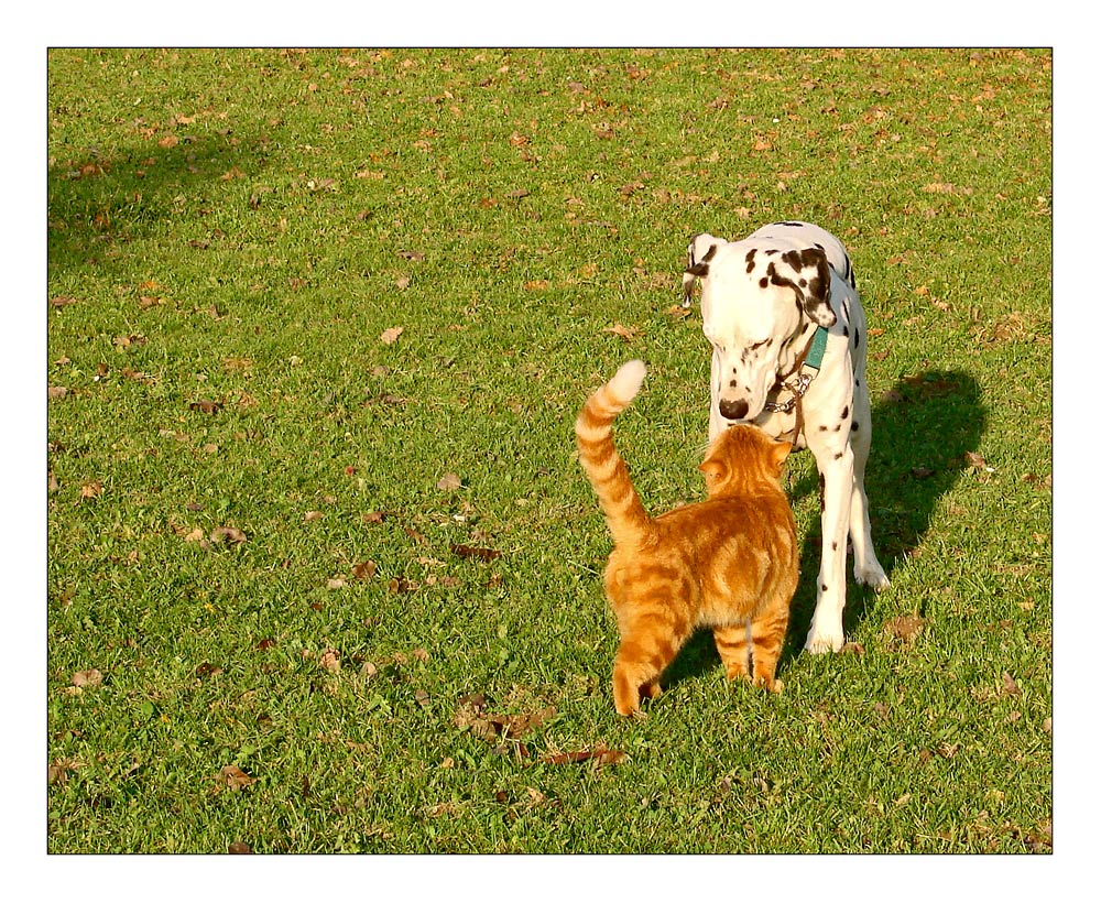 Begegnungen auf der Wiese