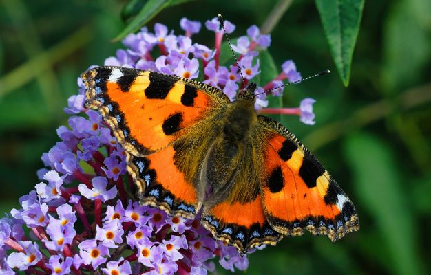 BEGEGNUNGEN DIE WOHLTUN!