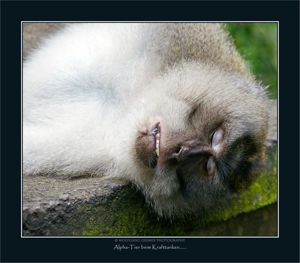 Begegnungen  im Affenwald von Ubud - Bali 5