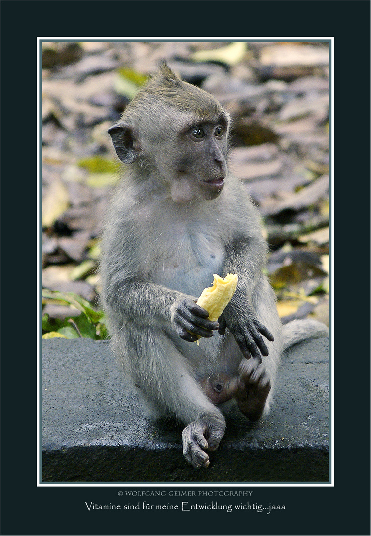 Begegnungen im Affenwald von Ubud - Bali 6