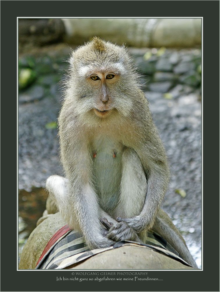 Begegnungen im Affenwald von Ubud - Bali 7