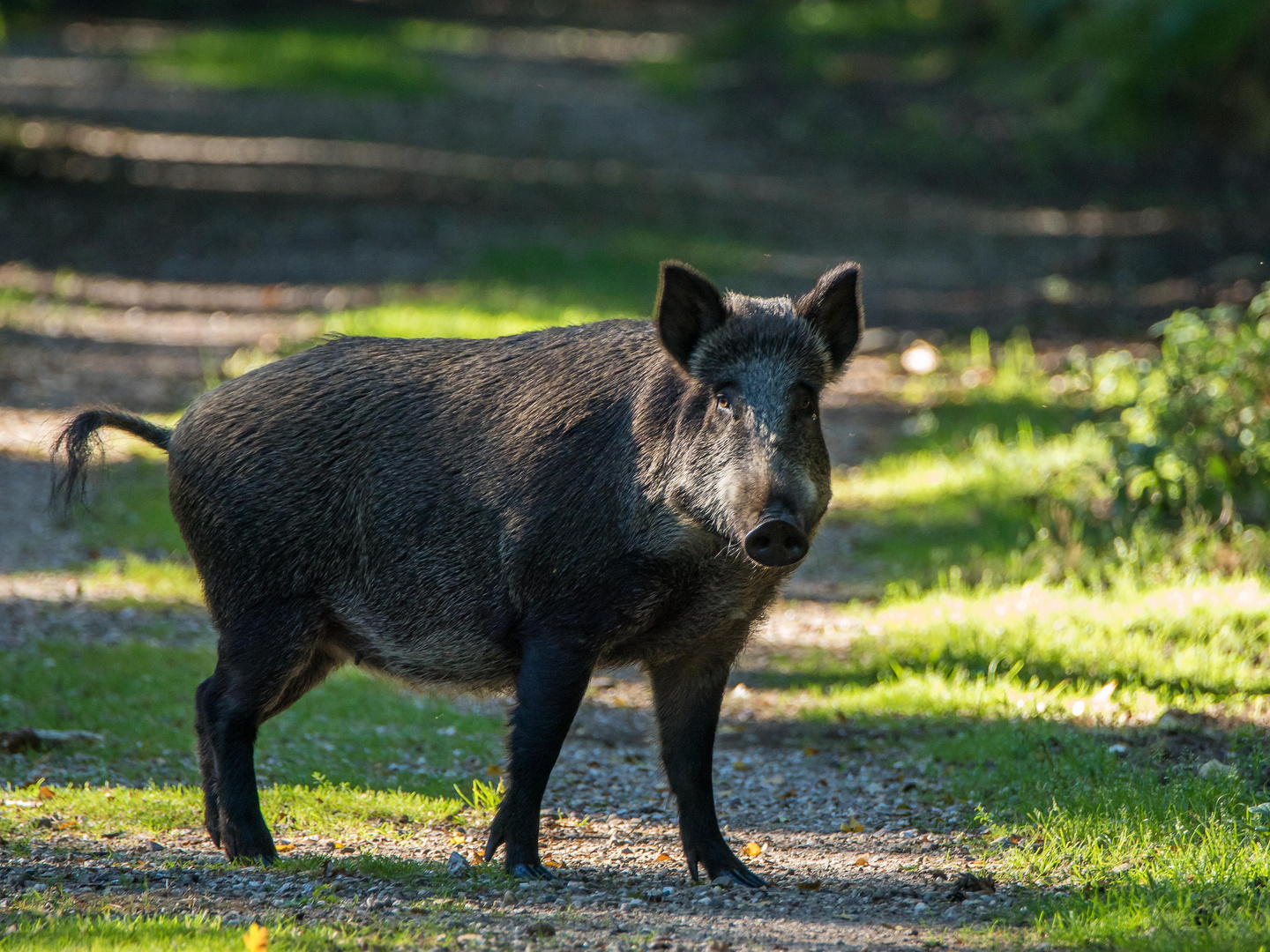 Begegnungen im Diersfordter Wald