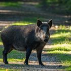 Begegnungen im Diersfordter Wald