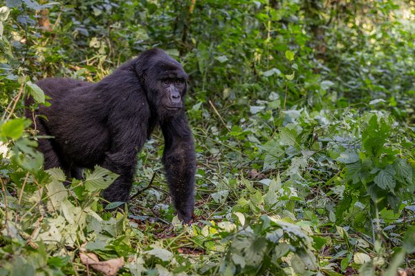 Begegnungen im Dschungel