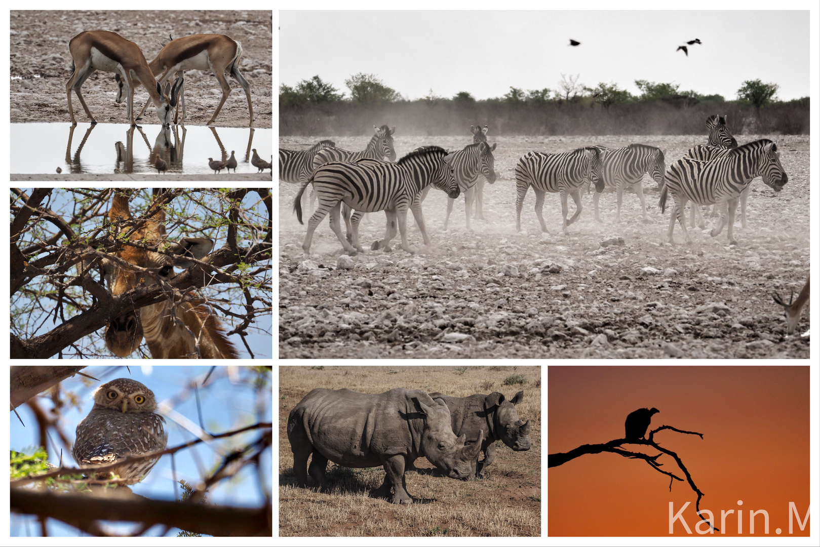 Begegnungen im Etosha Park