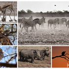 Begegnungen im Etosha Park