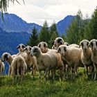 Begegnungen im Lesachtal, Österreich