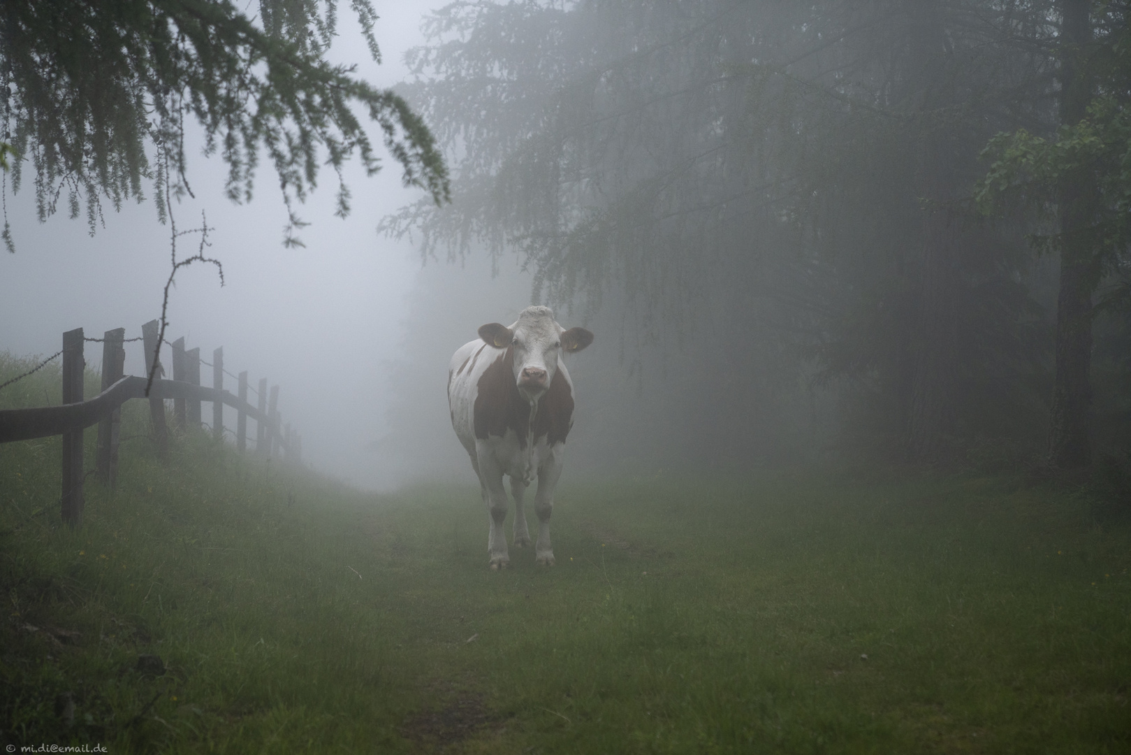 Begegnungen im Nebel...