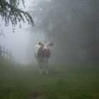 Begegnungen im Nebel...