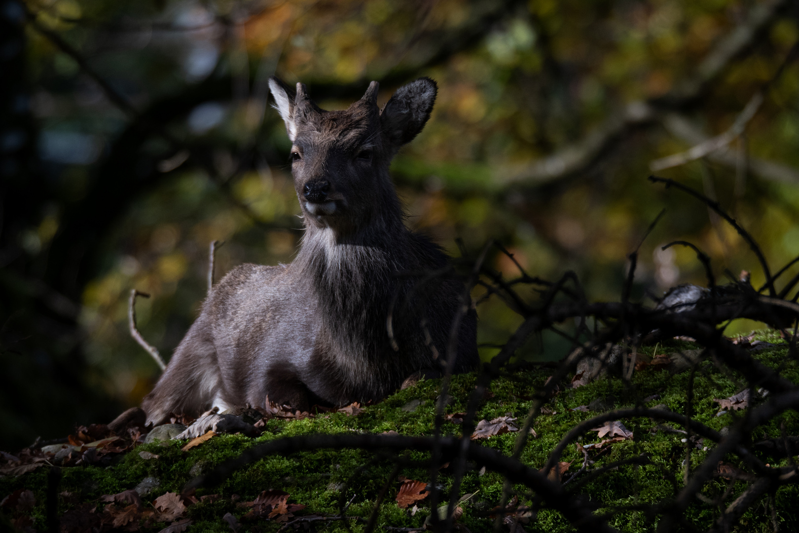 Begegnungen im Wald  2