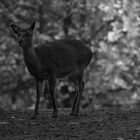 Begegnungen im Wald 