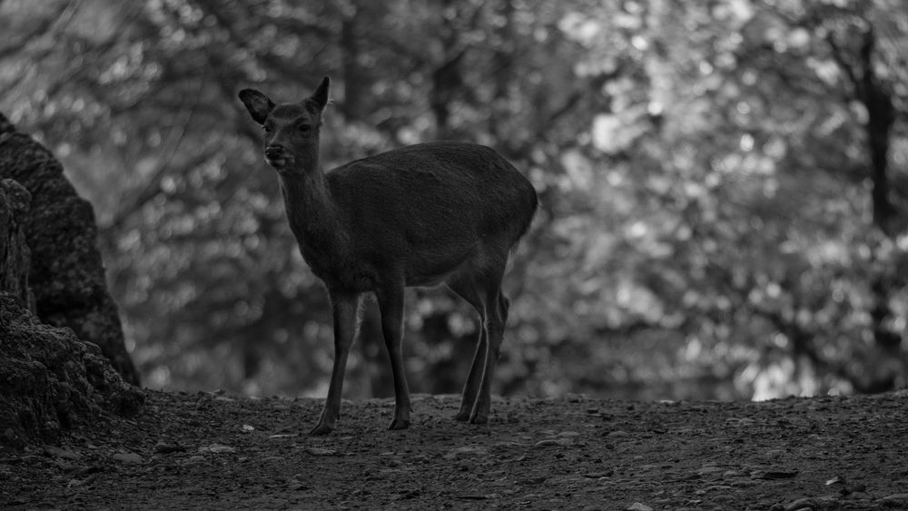 Begegnungen im Wald 