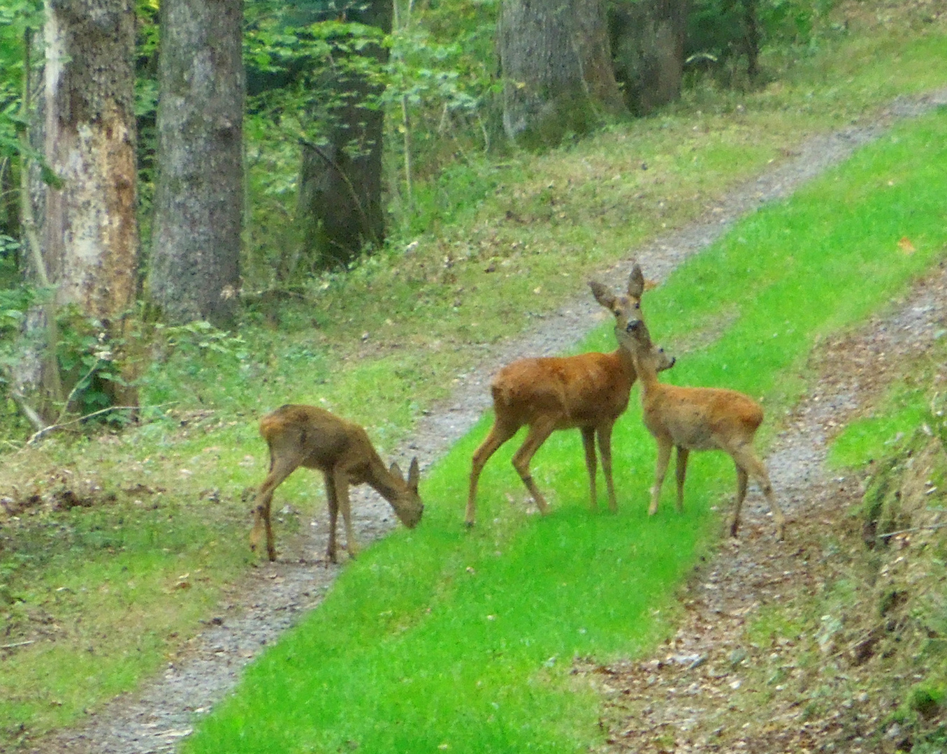 Begegnungen im Wald