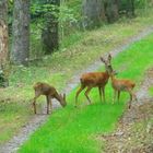 Begegnungen im Wald