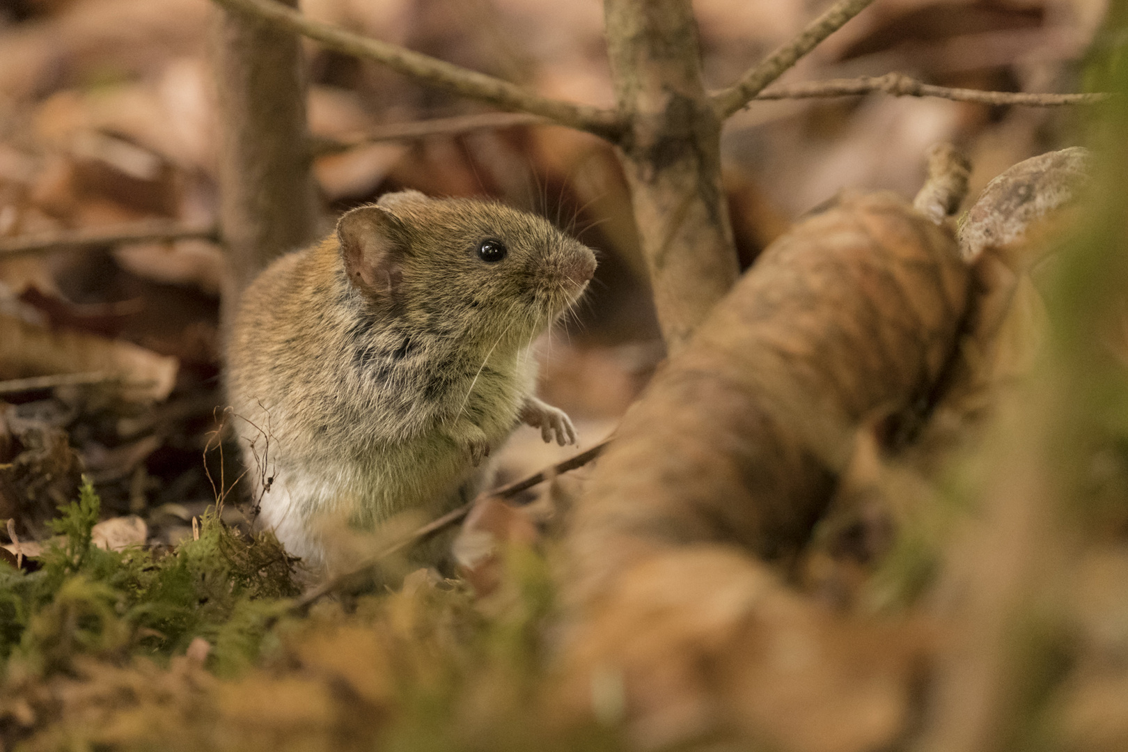 Begegnungen im Wald