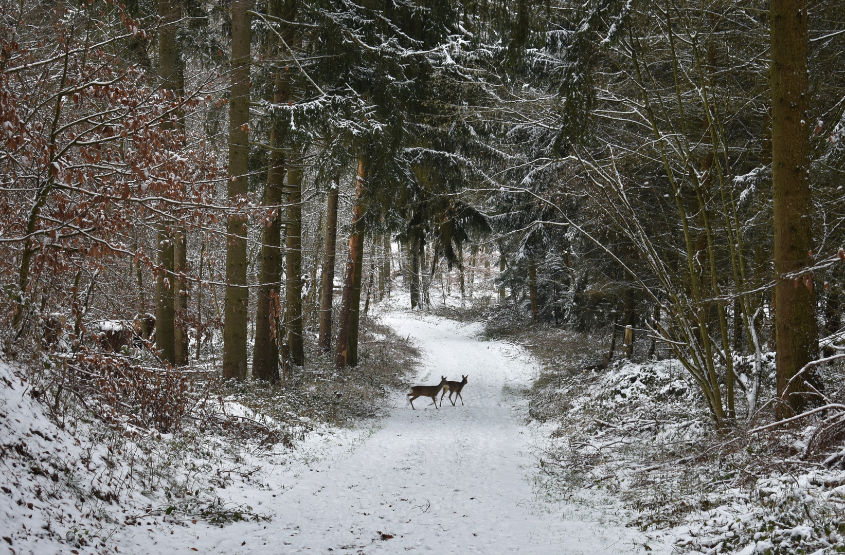 Begegnungen im Winterwald