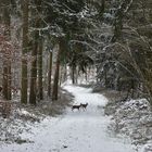 Begegnungen im Winterwald