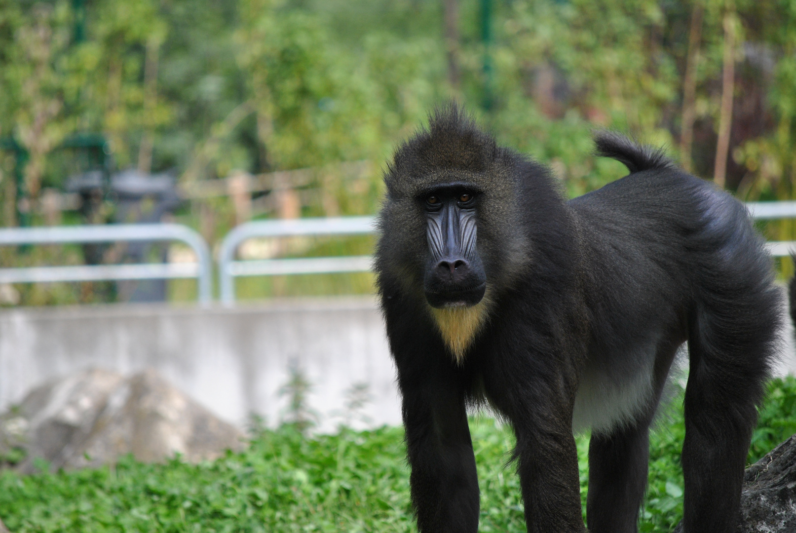 Begegnungen im Zoo