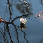 Begegnungen in der Natur (II)