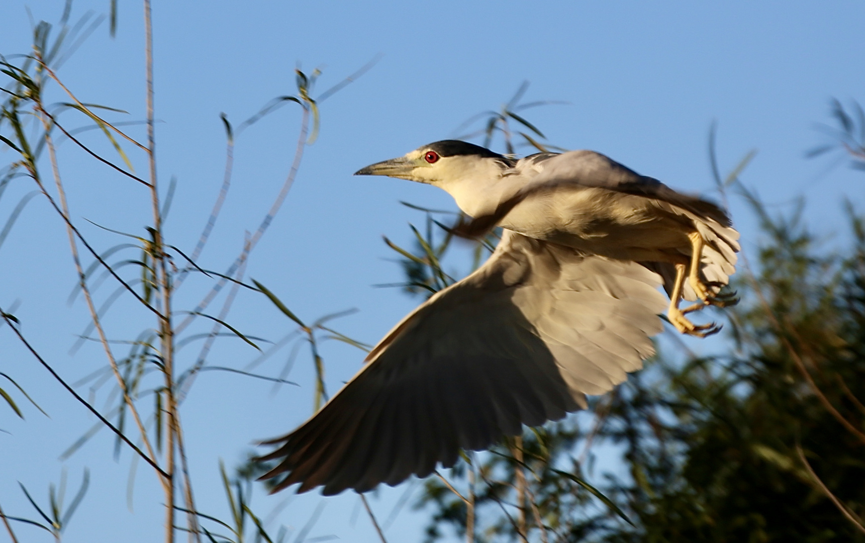 Begegnungen in der Natur (IV)