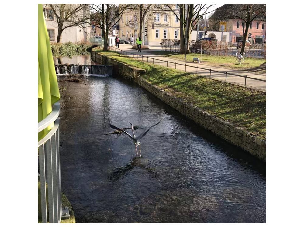 Begegnungen in der Stadt mit Reiher